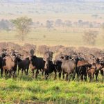 Toomu Visits Kidepo National Park